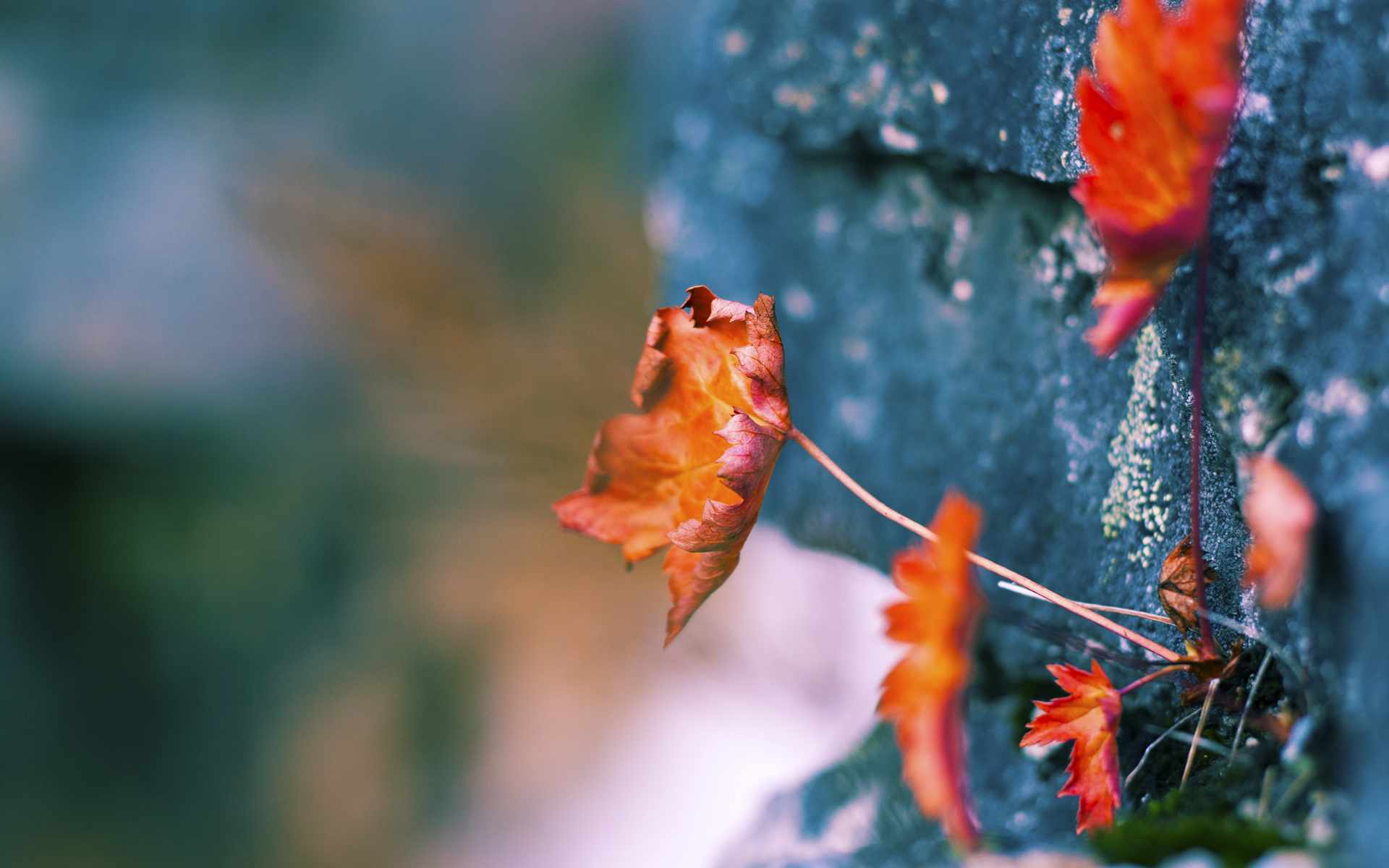 kaiyun app-鹈鹕助教召开专项指导课传授应对包夹技巧